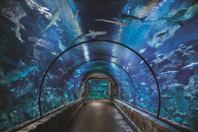"National Aquarium – best aquariums in the US glass tunnel"